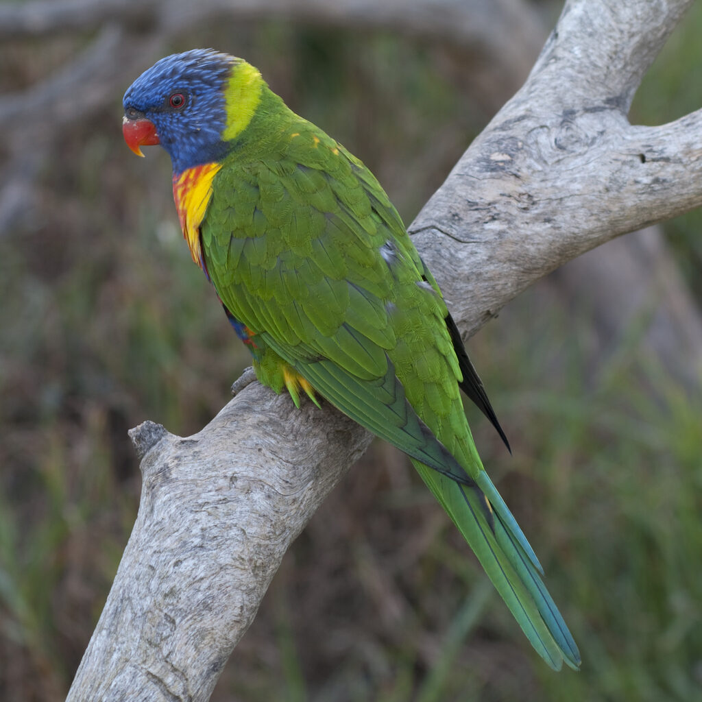 Urimbirra Open-Range Wildlife Park